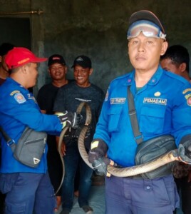 Masuk ke Kamar Warga, King Kobra 3 Meter Ditangkap Petugas Damkar