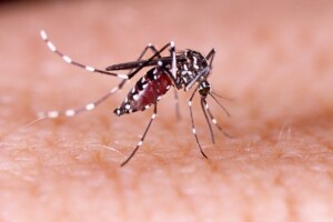 Waspada, DBD Meningkat di Bontang, Samarinda dan Kukar