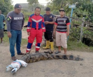 Muncul di Jalan, Kehadiran Buaya Ini Bikin Heboh Warga Anggana