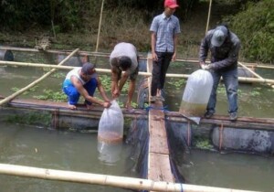 Kembangkan Sektor Perikanan, Desa Ponoragan Dorong Pemudanya Turut Andil