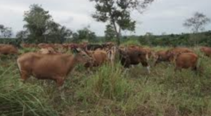 Penuhi Kebutuhan Daging, Distanak Kukar Kembangkan Ternak Sapi Potong
