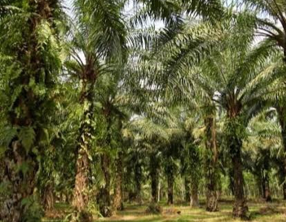 Jonggon, Potensi Unggulan Perkebunan Kelapa Sawit di Gerbang IKN