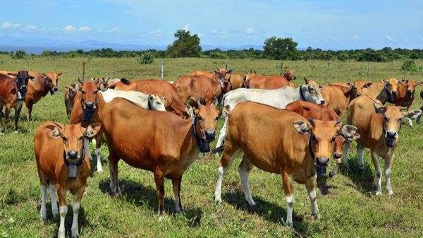 Swasembada Daging, Distanak Kukar Gelontorkan Bantuan Ribuan Ternak