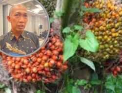 Harga Sawit di Kaltim Melemah, Pemerintah Minta Petani Tak Bergantung Tengkulak