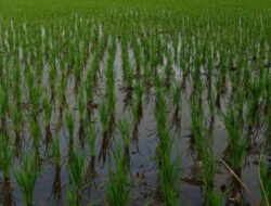 Desa Jembayan Dalam Siap Jadi Lumbung Pangan Kukar, Warga Diajak Optimalkan Lahan Pertanian