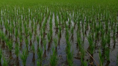 Desa Jembayan Dalam Siap Jadi Lumbung Pangan Kukar, Warga Diajak Optimalkan Lahan Pertanian