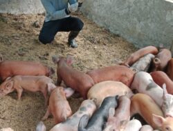 Dinas Peternakan Kukar Salurkan 200 Ekor Babi, Dorong Diversifikasi Usaha Ternak