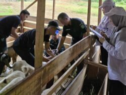 Kukar Distribusikan 304 Ekor Kambing Boer, Dorong Peningkatan Ekonomi Peternak Lokal