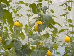 Melon Unikarta Jadi Inspirasi Pertanian Modern di Kukar