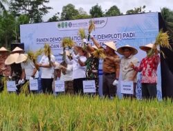 BI Kaltim Perkuat Modernisasi Pertanian, Panen Padi Leisa dan Teknologi Drone Harapan Swasembada Pangan