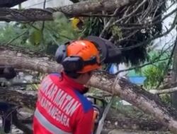 DLHK Kukar Intensifkan Pemangkasan Pohon, Keselamatan Pengguna Jalan Jadi Prioritas