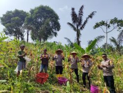 Panen Jagung di Samarinda Seberang, Bukti Kolaborasi Polisi dan Petani Jaga Ketahanan Pangan