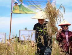Panen Padi Gogo di Muara Jawa Menggeliat, Petani Kukat Dorong Dukungan Nyata di Kawasan IKN