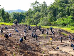 Bekas Tambang Ilegal di IKN Disulap Jadi Hutan