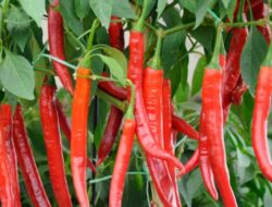 Samarinda Genjot Produksi Pangan Lokal