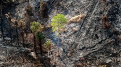Kebakaran Bukit Tengkorak Berujung Penyidikan