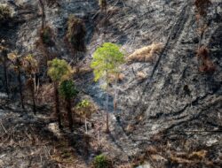 Kebakaran Bukit Tengkorak Berujung Penyidikan
