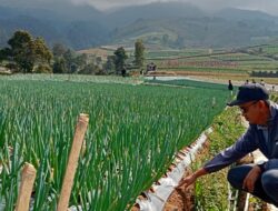BI Kaltim Cari Pasokan Bawang untuk Kendalikan Inflasi