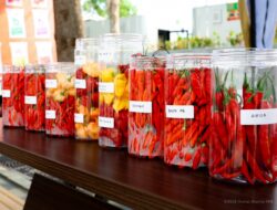 Festival Cabai Nusantara Dorong Ketahanan Pangan di IKN